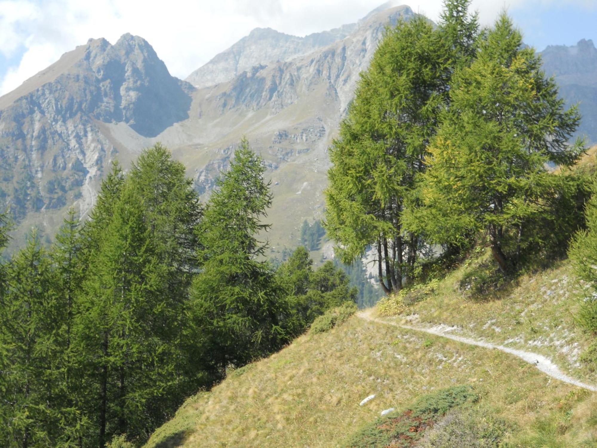 Affittacamere Petit Coeur Champoluc Buitenkant foto